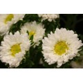 Aster - Matsumoto - White (bunch of 10 stems)